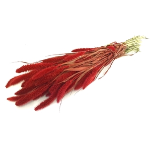 DRIED FLOWERS - SETARIA red