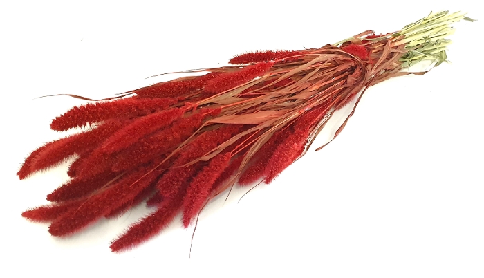 DRIED FLOWERS - SETARIA red