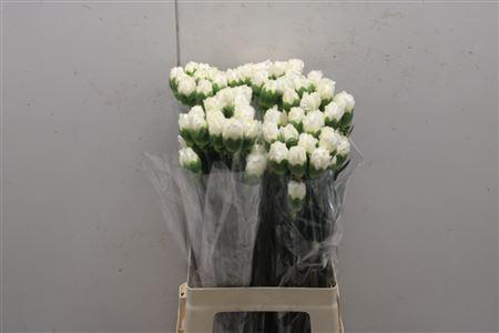 <h4>Di St Rodas</h4>