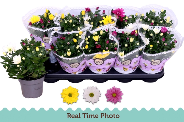 <h4>CHRYS GEM IN POT</h4>