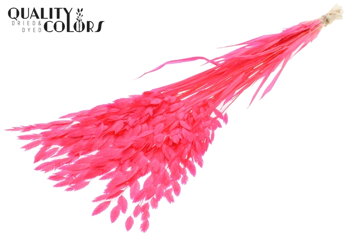 <h4>Chasmantium Preserved per bunch Bleached Cerise</h4>