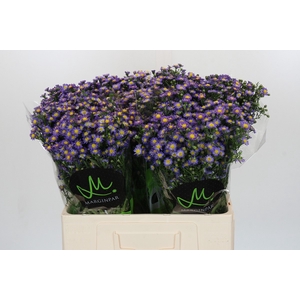 Aster Teeny Tiny Blue