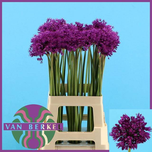 <h4>ALLIUM PURPLE SENS</h4>