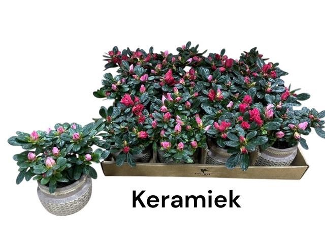 <h4>RHODO SI GEM</h4>