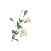 Lisianthus Pink Light