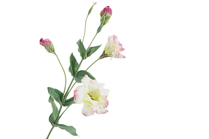Lisianthus Pink Light