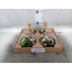 Arr.   Kamerplant Groen H%
