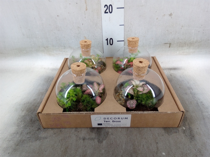 <h4>Arr.   Kamerplant Groen H%</h4>