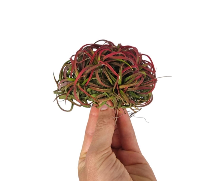 <h4>Tillandsia ionantha clumb red medium</h4>