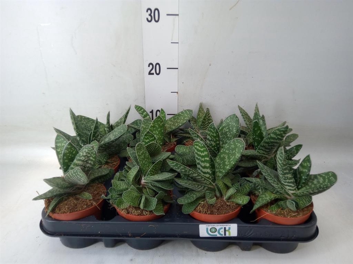 <h4>Gasteria  'Amour'</h4>