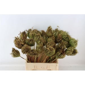 Dille Zaaddoos Naturel Super 60cm P Stem