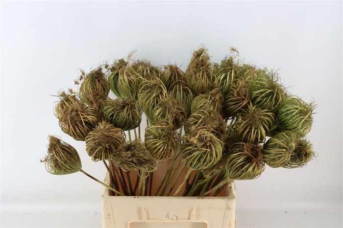 <h4>Dille Zaaddoos Naturel Super 60cm P Stem</h4>