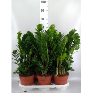 Zamioculcas zamiifolia 'Midori'