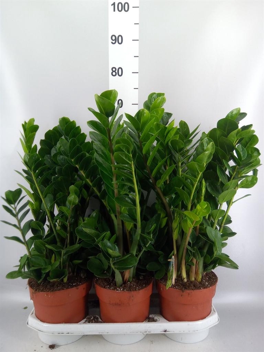 <h4>Zamioculcas zamiifolia 'Midori'</h4>