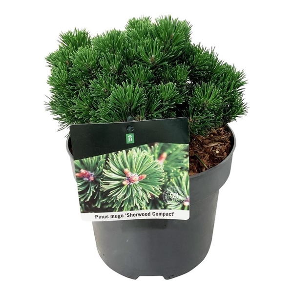 <h4>Pinus mugo 'Sherwood Compact'</h4>