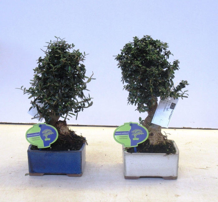 <h4>Olea sylvestris, pot 12cm.</h4>