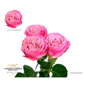 Rosa TR 'Lady Bombastic'