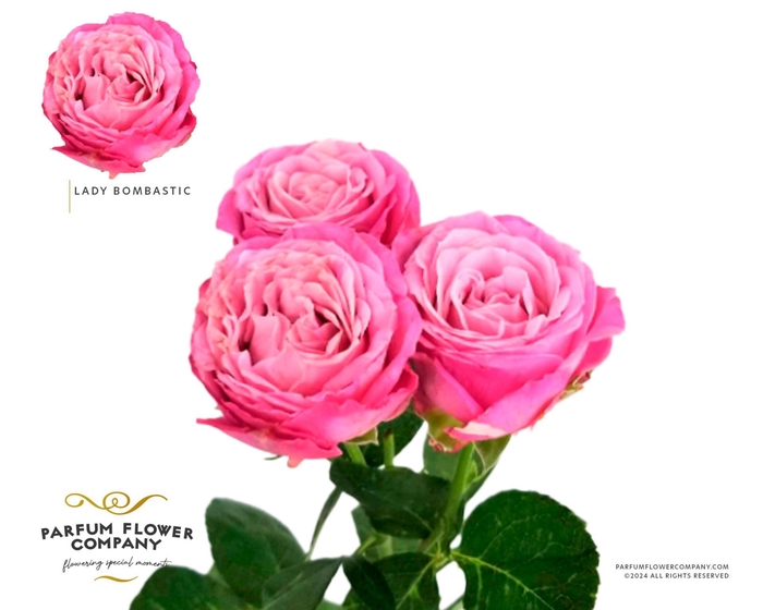 <h4>Rosa TR 'Lady Bombastic'</h4>