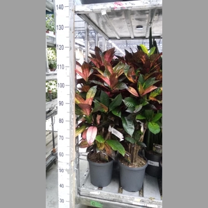 Codiaeum var. KL 'Mrs Iceton'