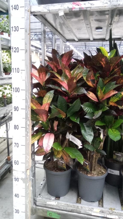 <h4>Codiaeum var. KL 'Mrs Iceton'</h4>