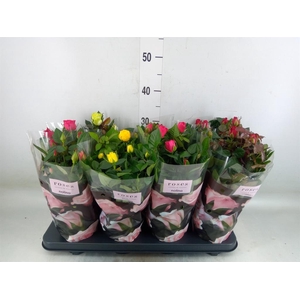 Rosa  'Patio-Hit'   ...mix 5