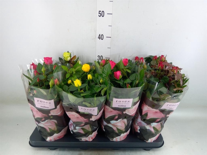 <h4>Rosa  'Patio-Hit'   ...mix 5</h4>