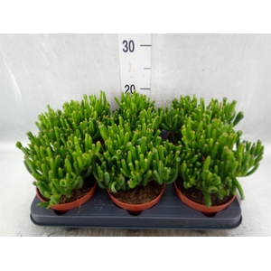 Crassula ovata 'Hobbit'