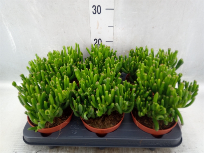 <h4>Crassula ovata 'Hobbit'</h4>