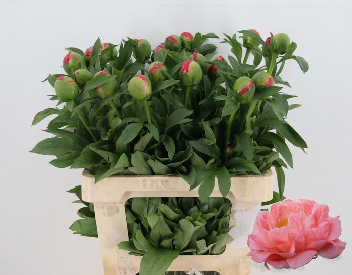 <h4>PAEO CORAL SUNSET</h4>