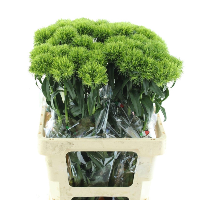 <h4>Di Barb Barb Fresh</h4>