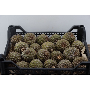 Pinea Groot X20 Wooden Crate