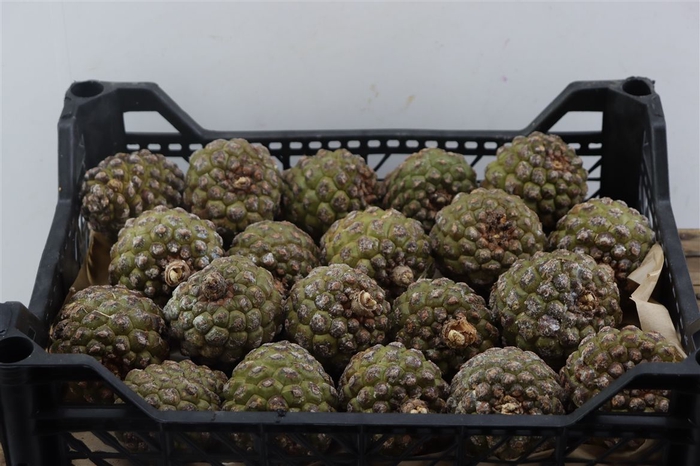 <h4>Pinea Groot X20 Wooden Crate</h4>