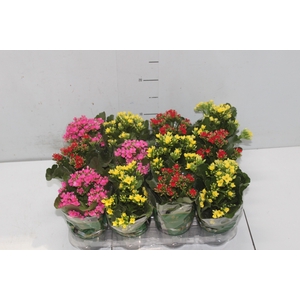 KALANCHOE MINI P09