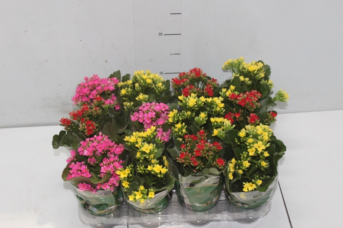 KALANCHOE MINI P09