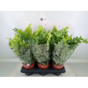 Phlebodium aureum 'Davana'