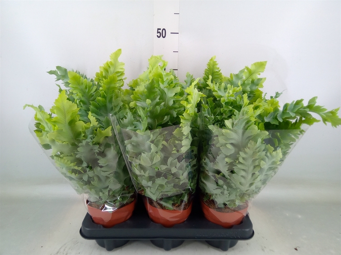 <h4>Phlebodium aureum 'Davana'</h4>