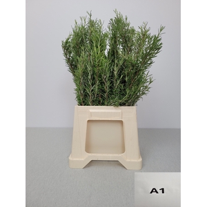 ROSMARINUS OFFICINAL PB