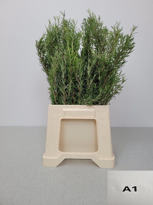 <h4>ROSMARINUS OFFICINAL PB</h4>