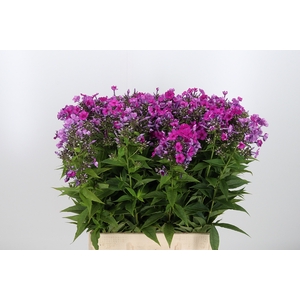Phlox Pan Kirchenfurst