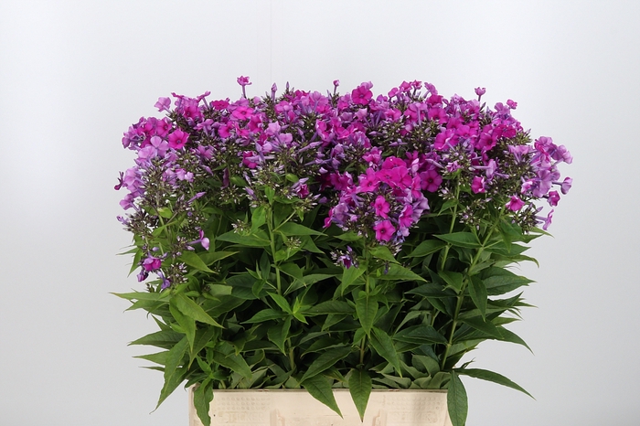 <h4>Phlox Pan Kirchenfurst</h4>