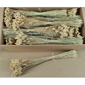 DF Phalaris Natural Gr 100