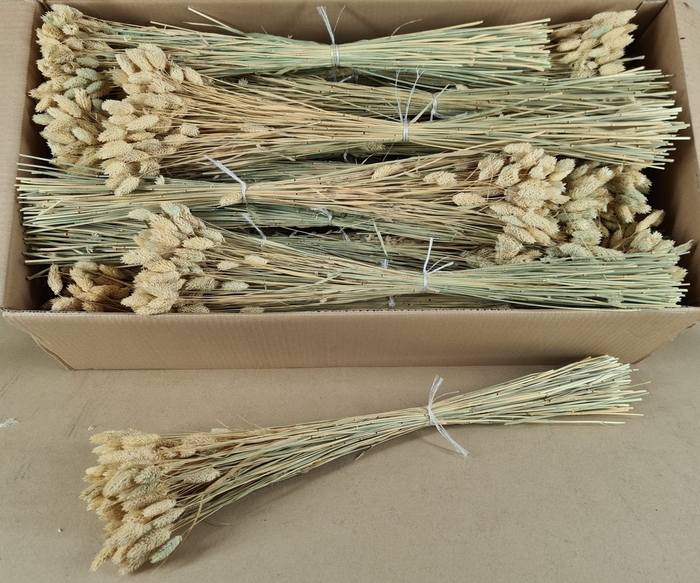 <h4>DF Phalaris Natural Gr 100</h4>