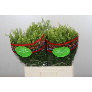 Lepidium Green Dragon