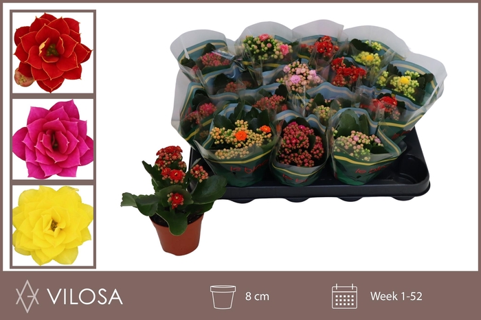 <h4>KAL GE GEM 5 KL</h4>