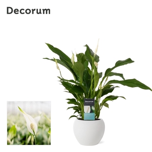 Spathiphyllum 13 cm Strauss in Bolpot Wit - Decorum - Basic