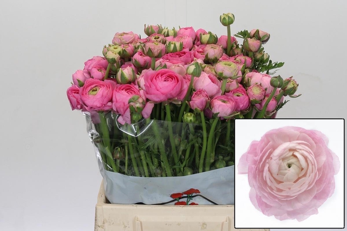 <h4>RAN EL PINK</h4>