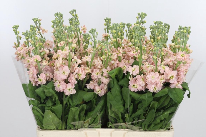 <h4>Matth Milla Salmon</h4>