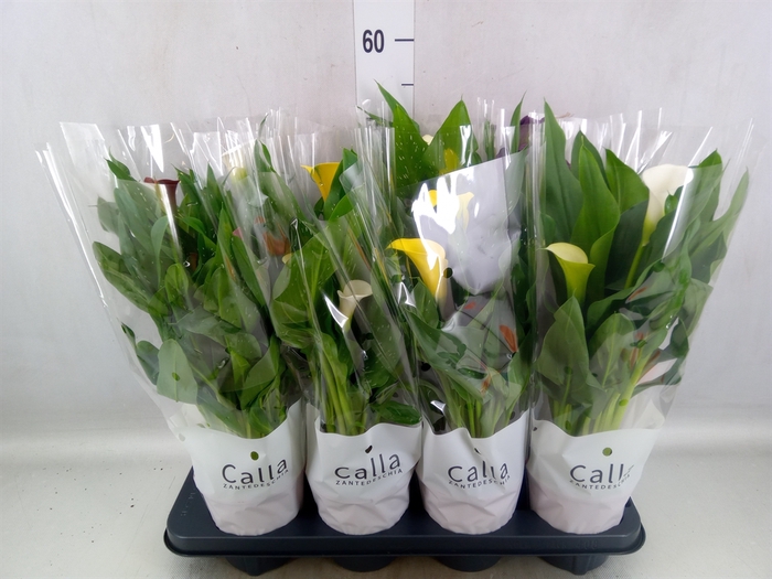 Zantedeschia   ...mix