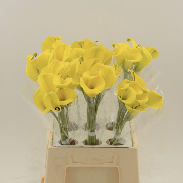 <h4>Calla Gold Label</h4>