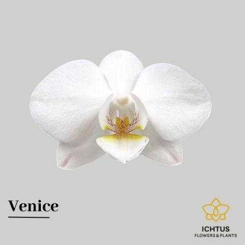 <h4>PHAL VENICE BLOEM</h4>